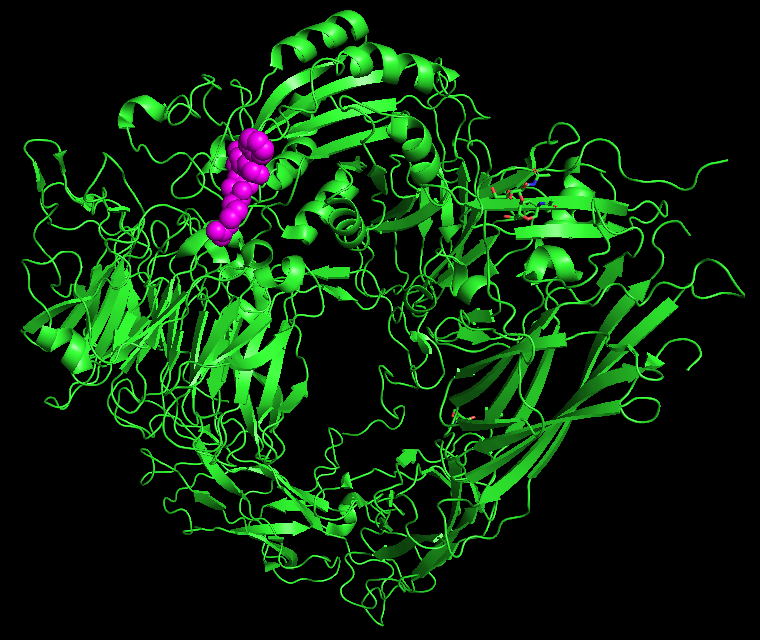 Crystal structure of integrin alphaVbeta3 and RGD binding site (magenta). Lisa Zlanino, Wikipedia.