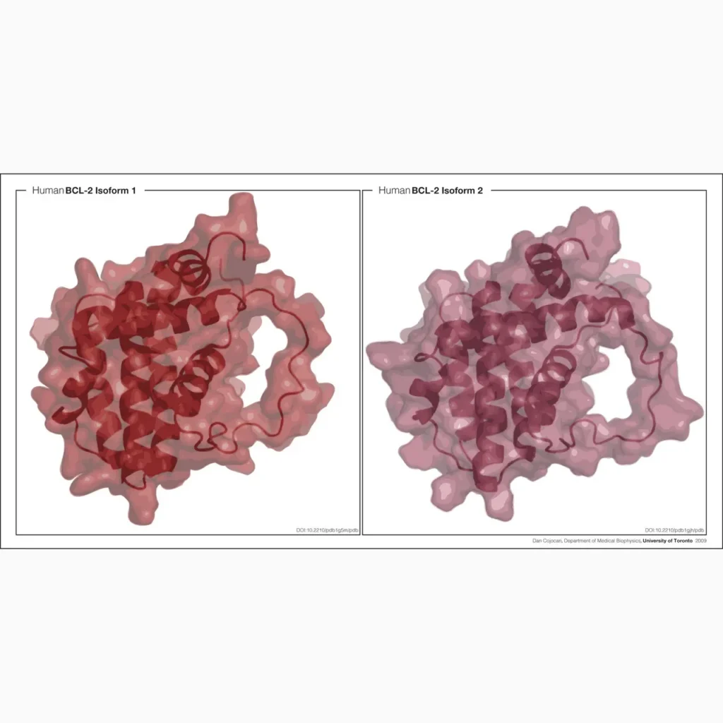 reed-bcl-proteins